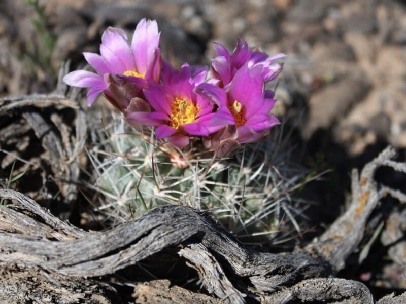 Colorado hookless cactus.